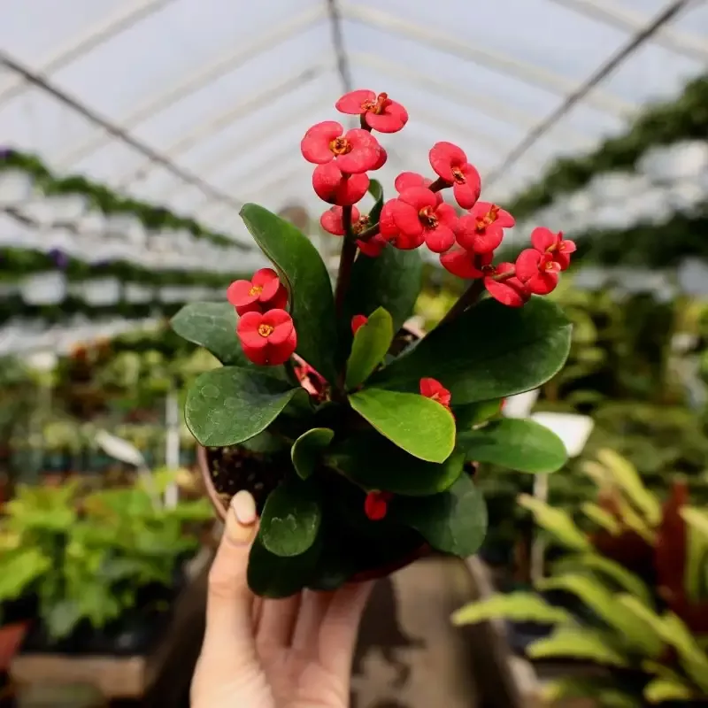 Crown of Thorns Plant