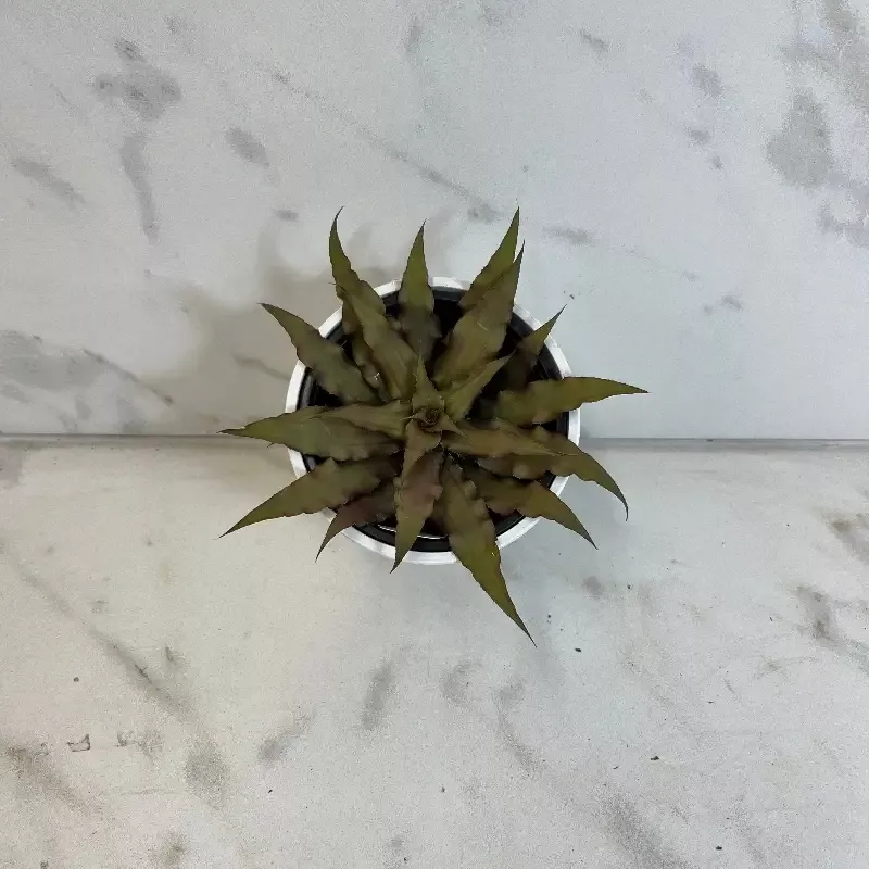 Cryptanthus, 4″ Plant