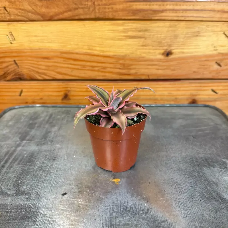 Cryptanthus Pink, 2″ Plant