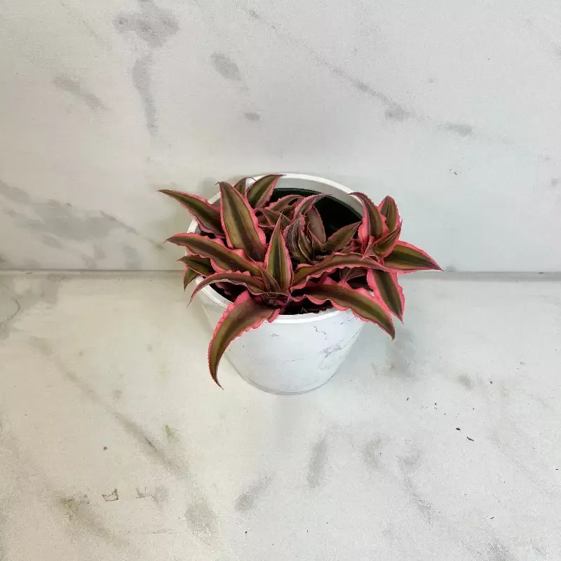 Cryptanthus Pink, 4″ Plant