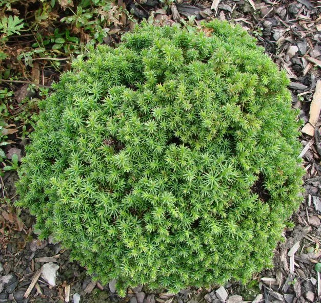 Cryptomeria j Birodo #3