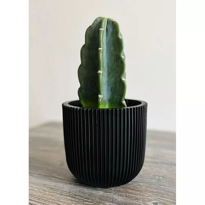 ‘Cuddly’ Cactus