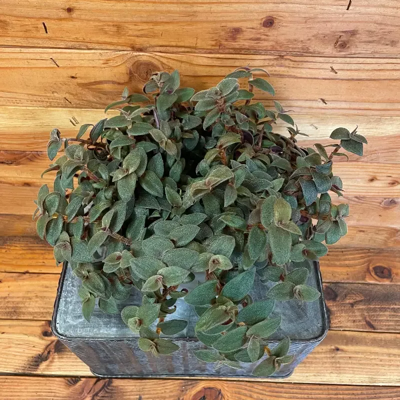 Cyanotis Kewensis Teddy Bear Vine, 6″ Plant