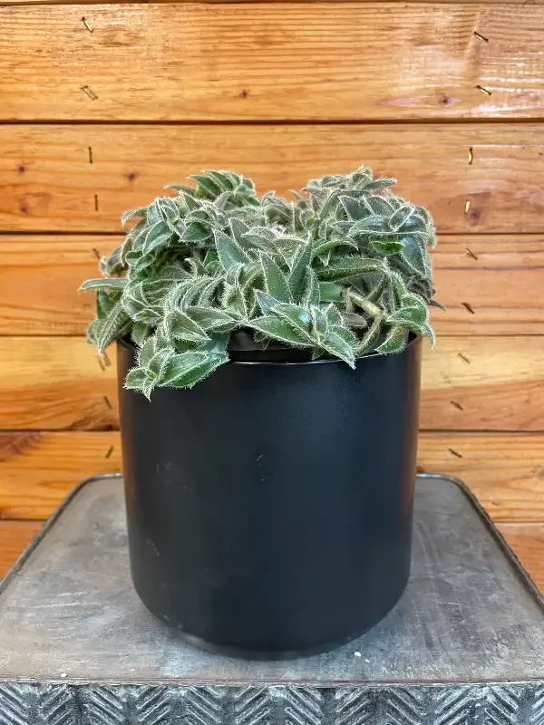 Cyanotis Somaliensis, 6” Plant
