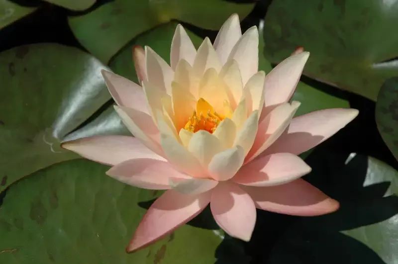 Cynthia Ann – Changeable hardy lily