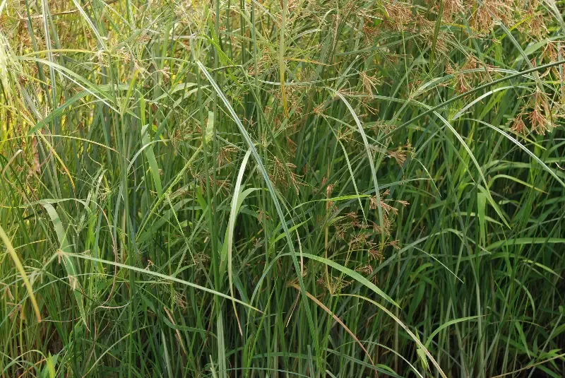 Cyperus longus “Umbrella Grass”