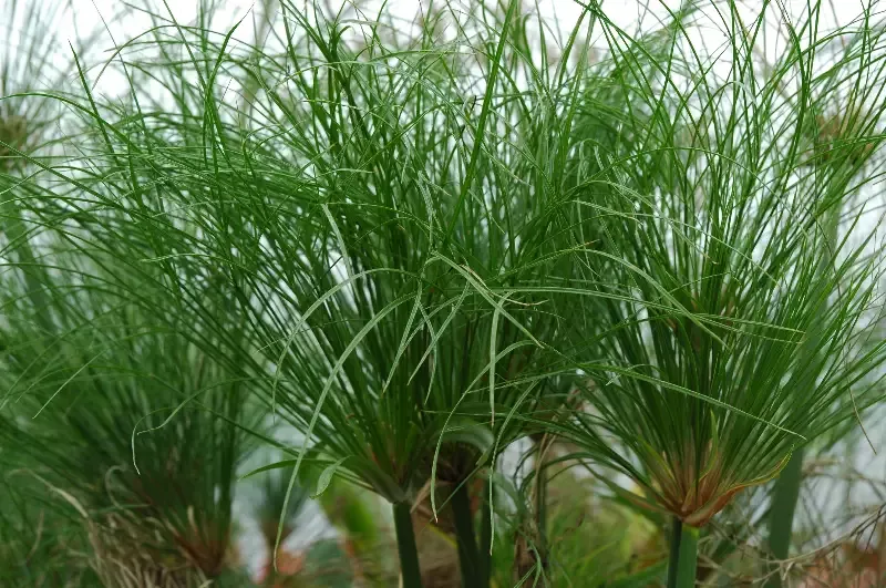 Cyperus papyrus “Egyptian Paper Plant”