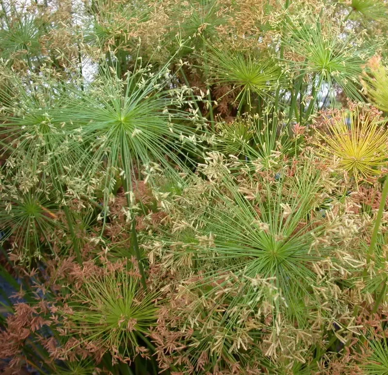 Cyperus percamenthus “Compact Giant Papyrus”
