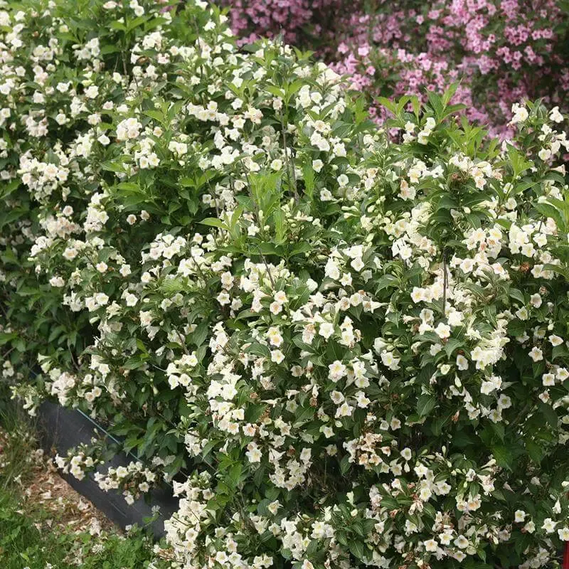 Czechmark Sunny Side Up™ Weigela
