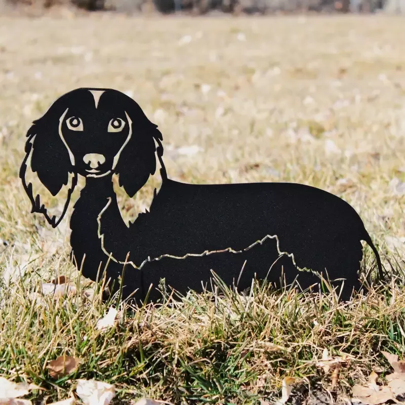 Dachshund – Longhaired