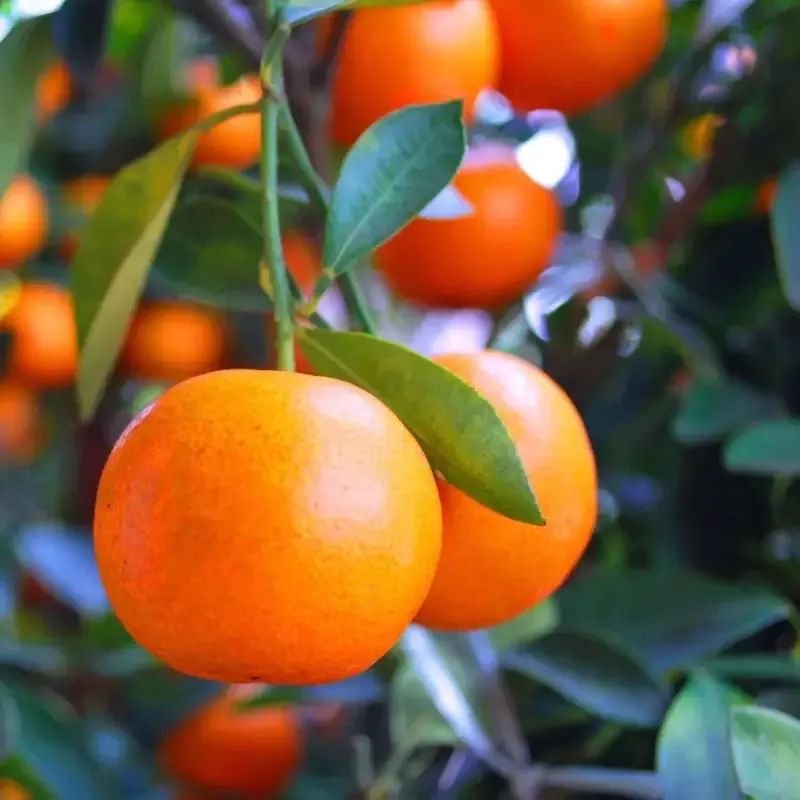Dancy Tangerine