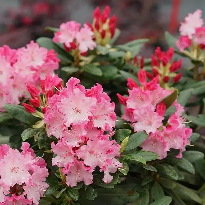 Dandy Man Color Wheel™ Rhododendron