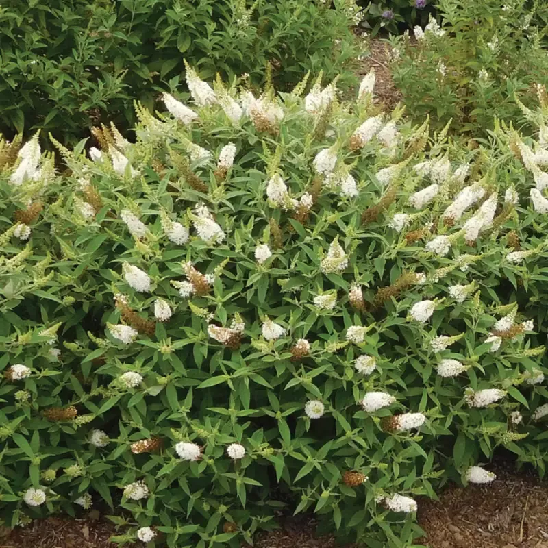 Dapper White Buddleia Butterfly Bush