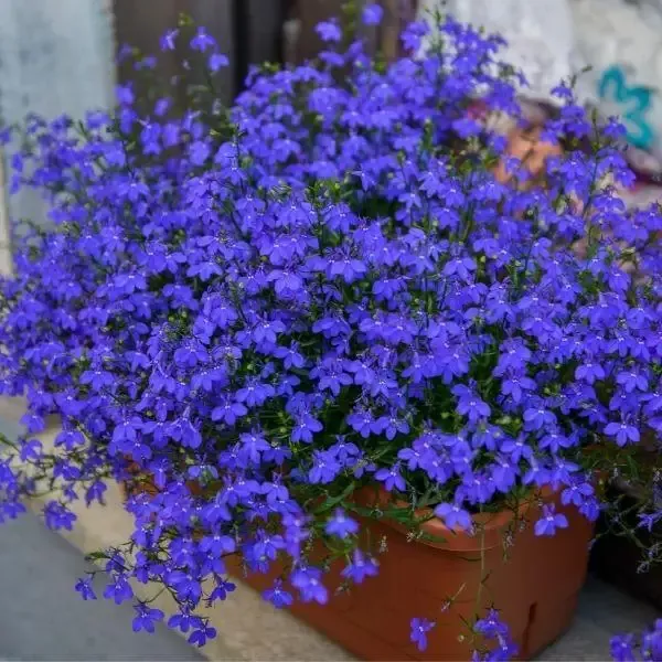 Dark Blue Lobelia