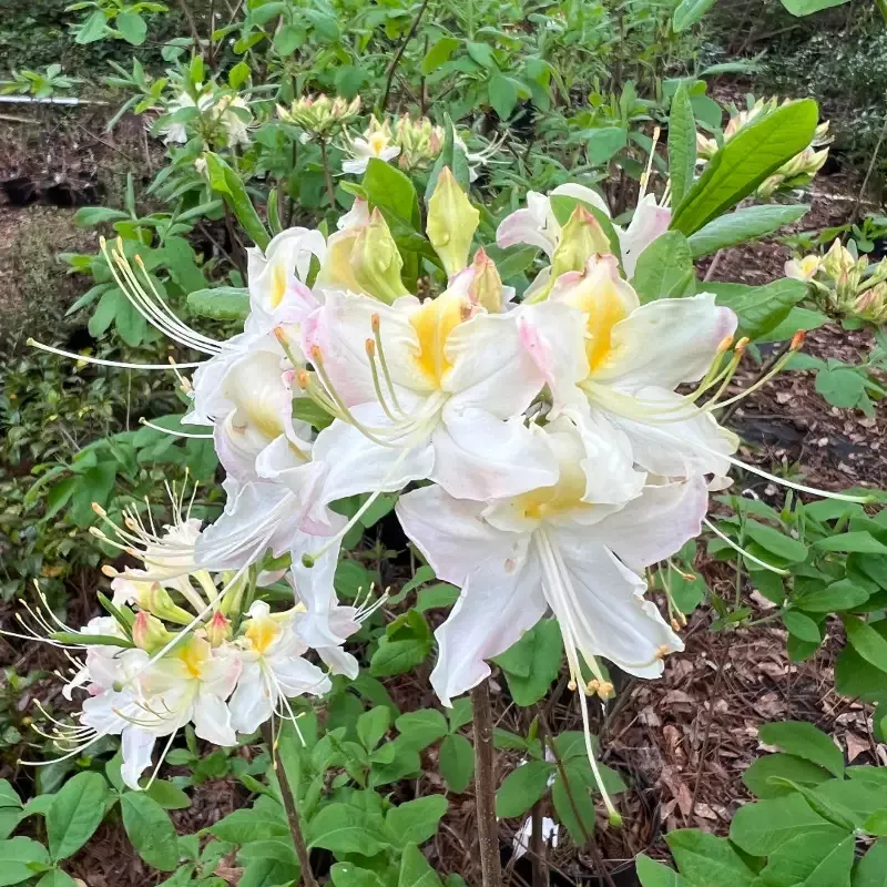 Darlin’s Dream Azalea Rhododendron
