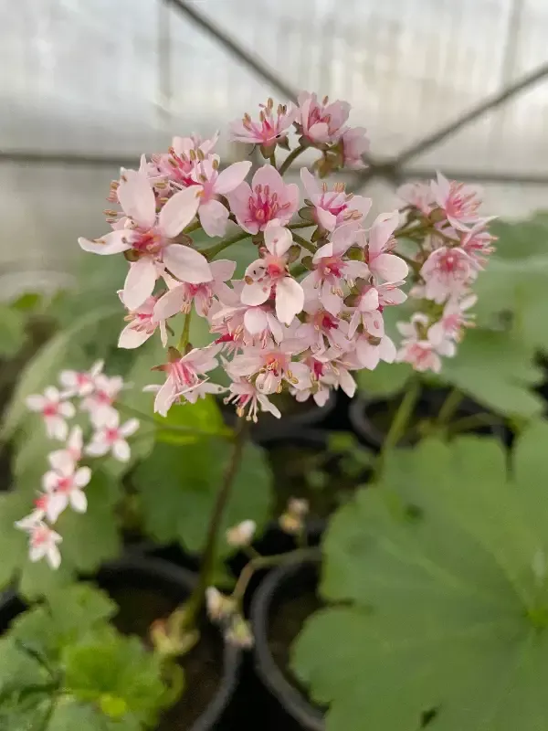 Darmera peltiphyllum “Indian Rhubarb”