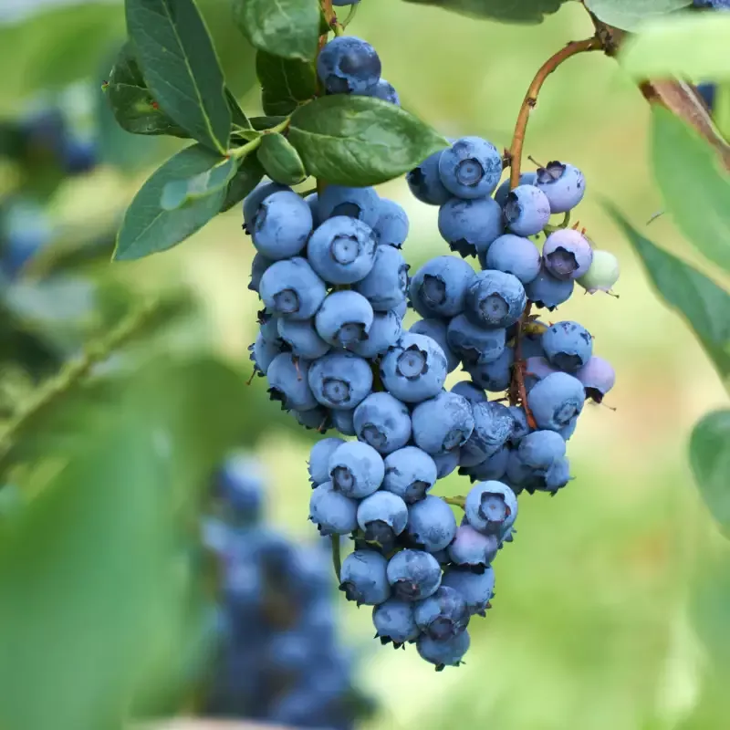 Darrow Blueberry ( 1 Plant)
