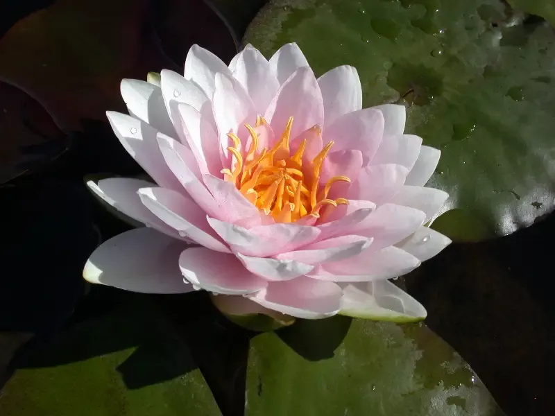 Darwin (Hollandia) – Pink Hardy Lily