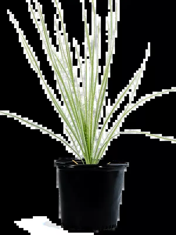 Dasylirion acrotrichum – Green Desert Spoon