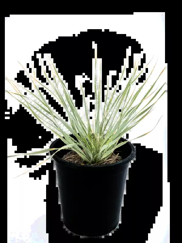 Dasylirion wheeleri – Gray Desert Spoon