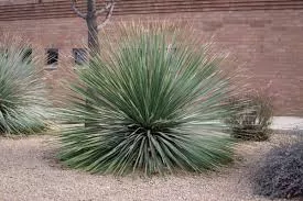 Dasylirion Wheeleri Sotol