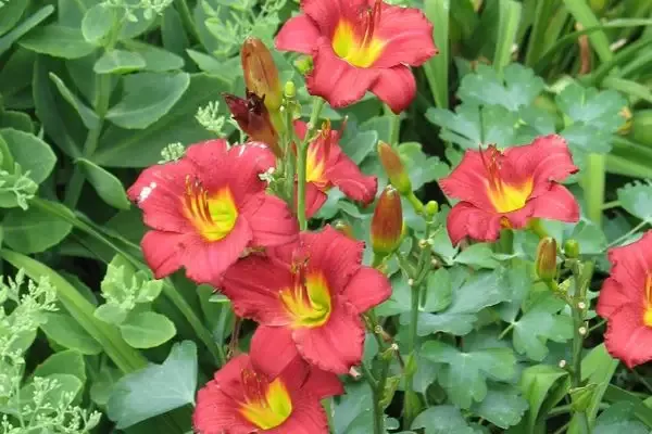 Daylily-Ruby Stella