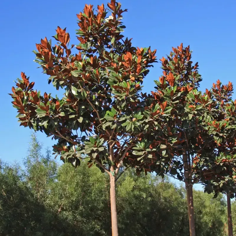 DD Blanchard Magnolia