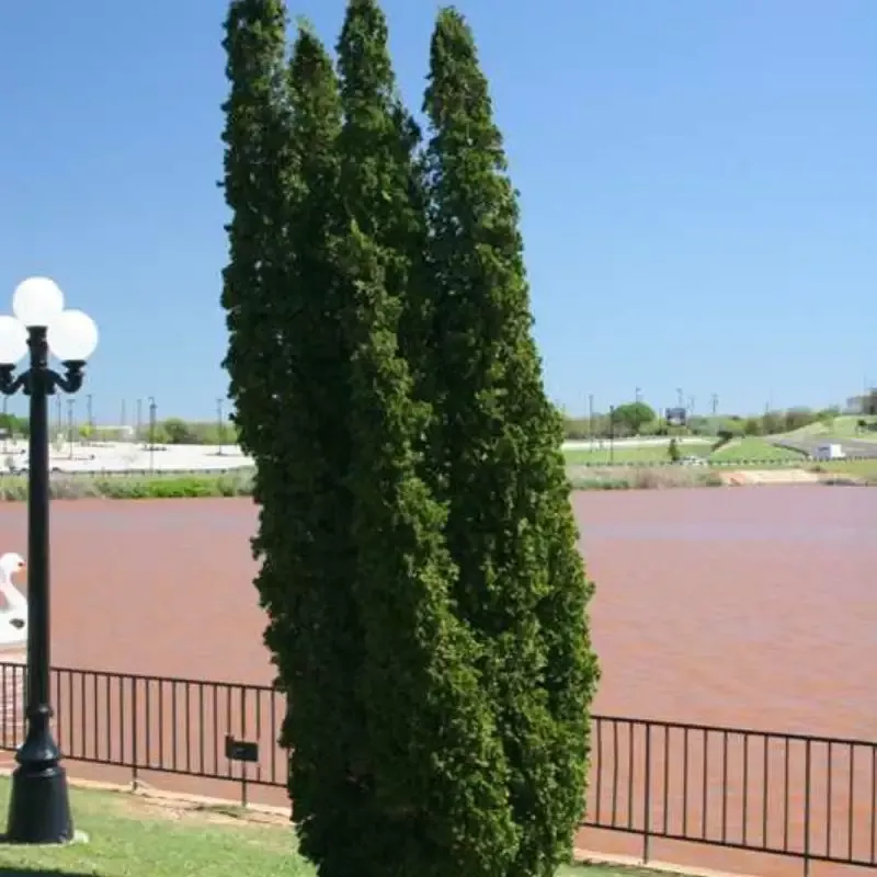 Degroot’s Spire Thuja