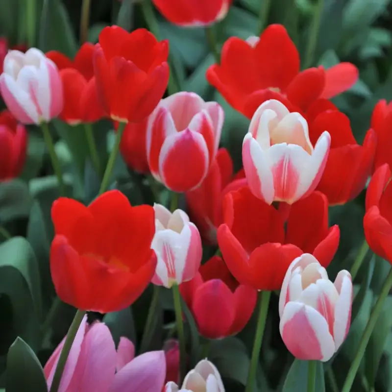 Delight Tulip Blend