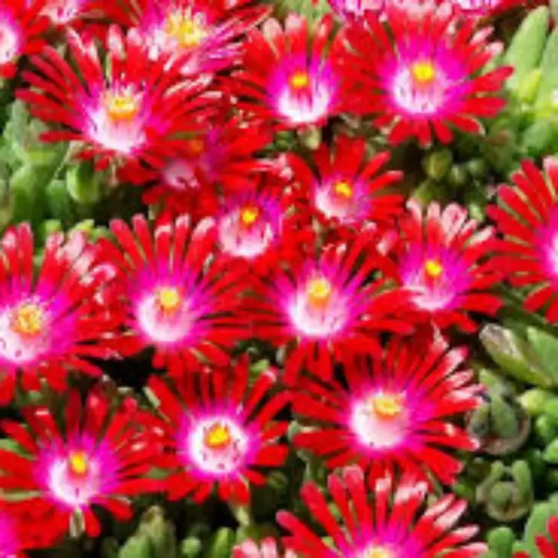 Delosperma Hot Cake Saucy Strawberry 10 count flat of 4.5″ pots – [EG]