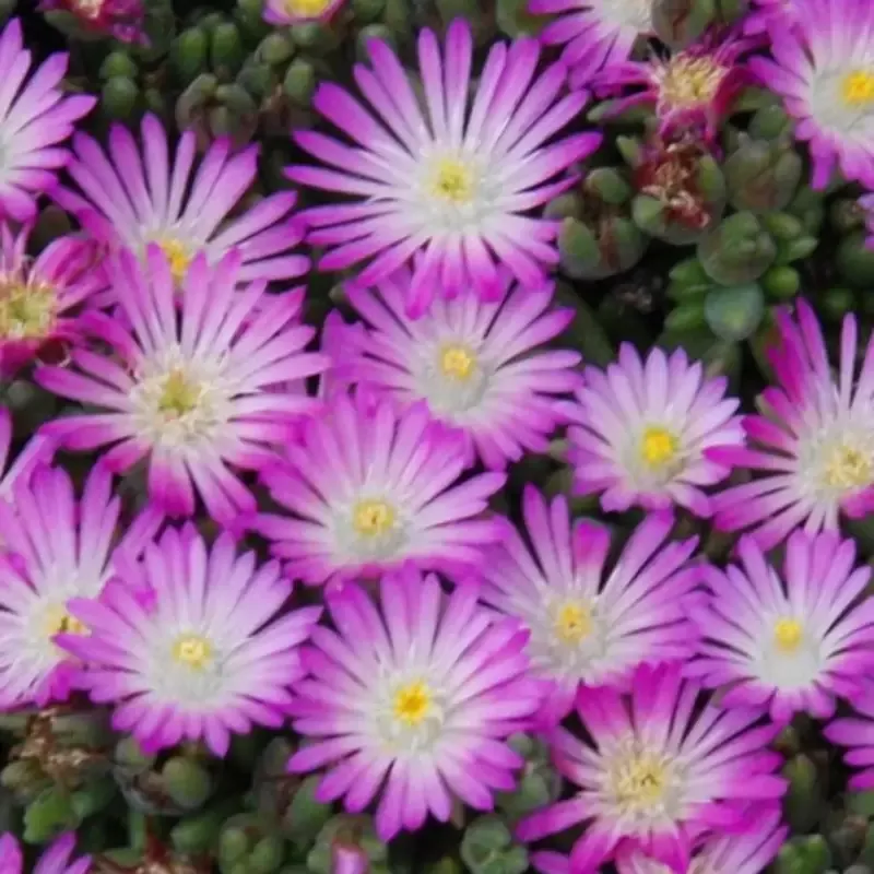 Delosperma Hot Cakes ‘Fig Fusion’