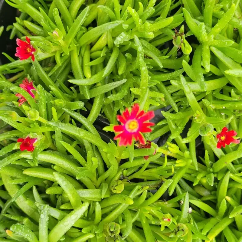 Delosperma Jewel of Desert Garnet’ 10 count flat of 4″ pots