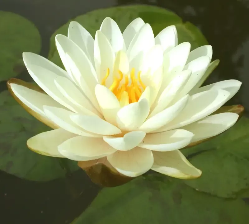 Denver – Yellow Hardy Lily