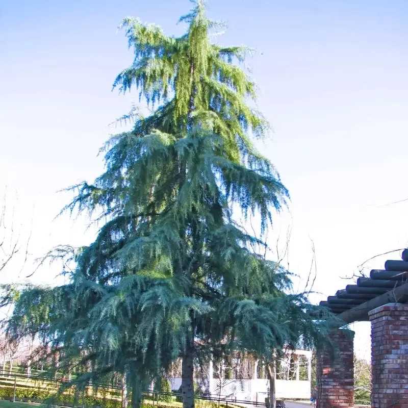 Deodar Cedar Tree