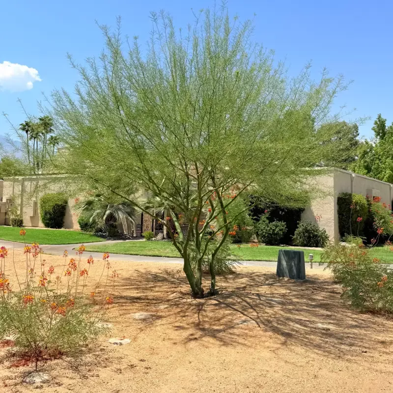 Desert Museum Palo Verde