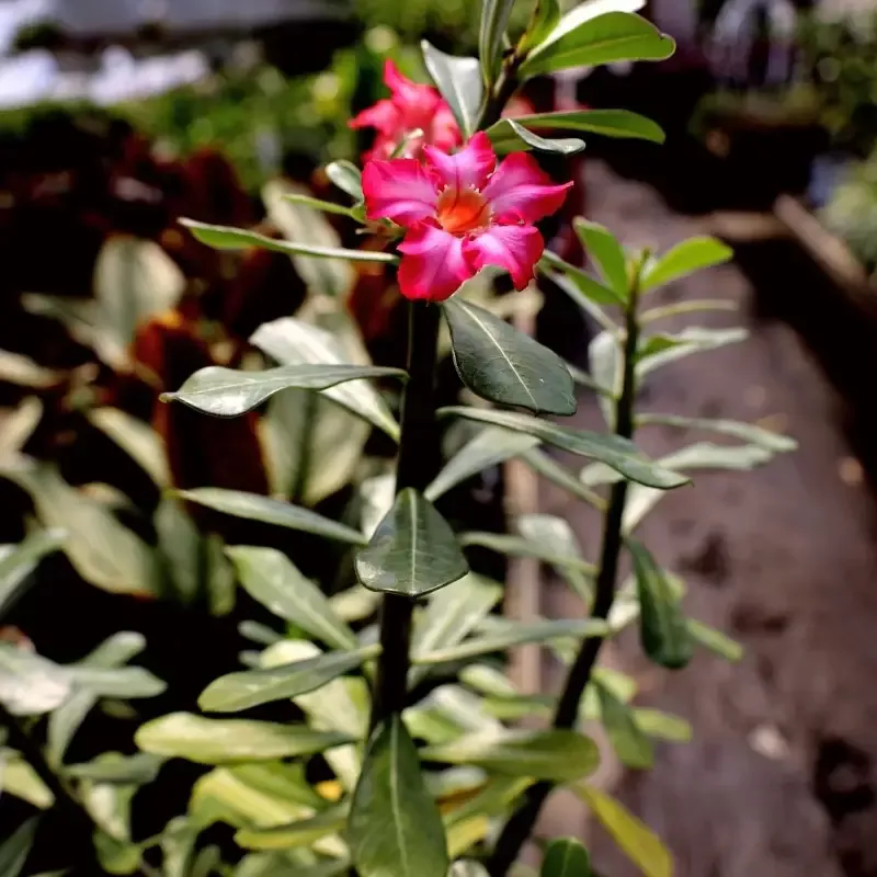 Desert Rose Plants