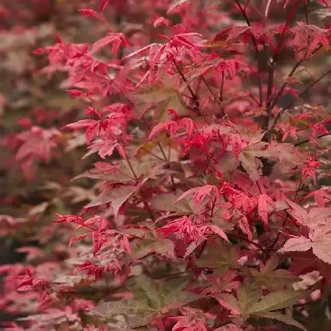 Deshojo’ Japanese Maple