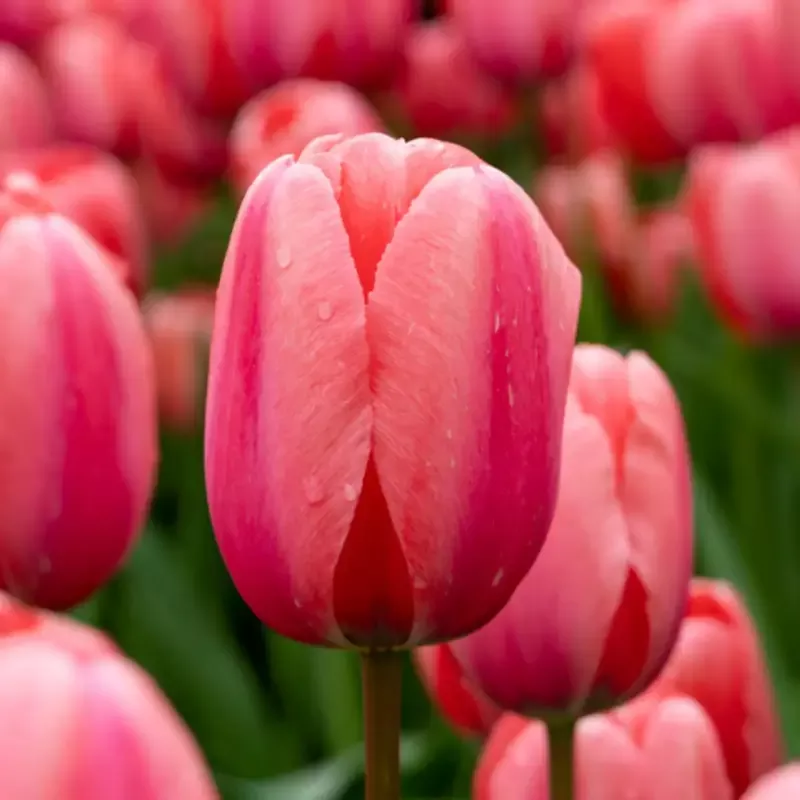 ‘Design Impression’ Tulip