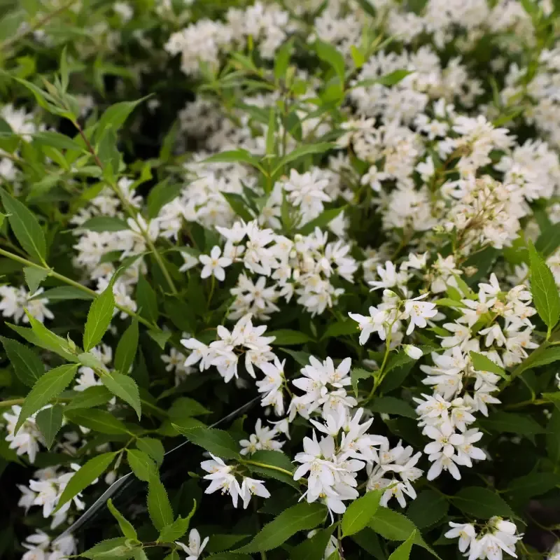 Deutzia Nikko