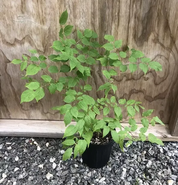 Devil’s Walking Stick, Aralia spinosa