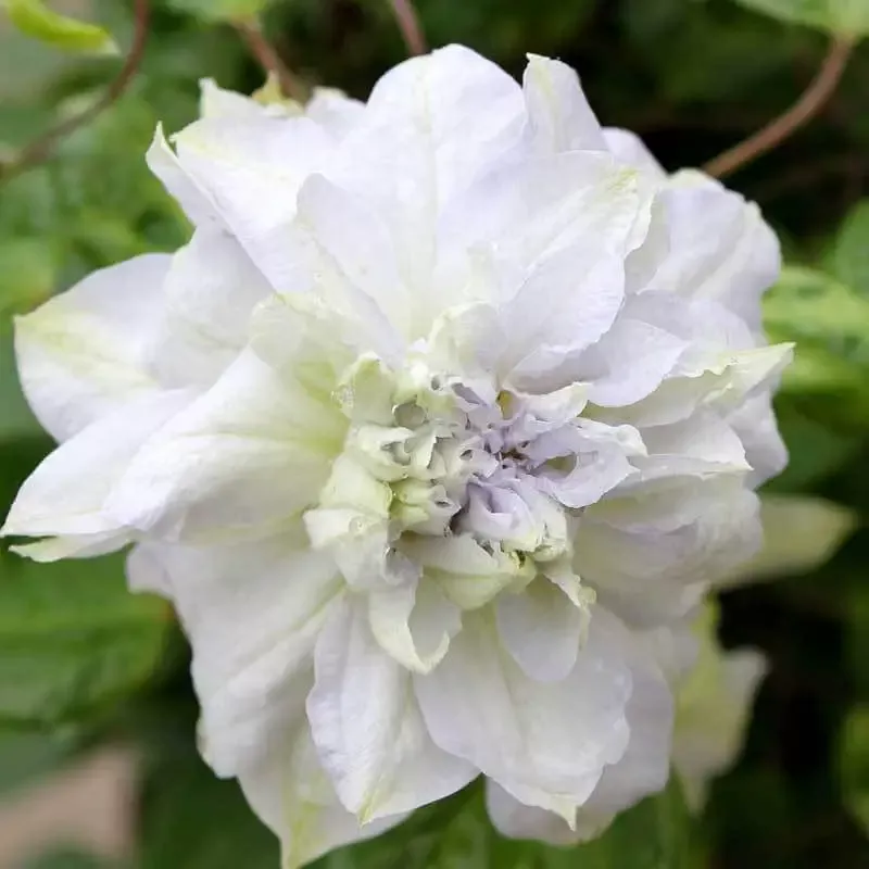 ‘Diamond Ball’ Clematis