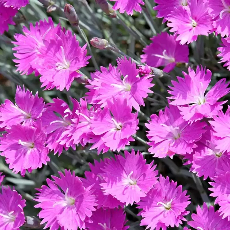 Dianthus ‘Firewitch’ Cheddar Pinks Dianthus – [CG]