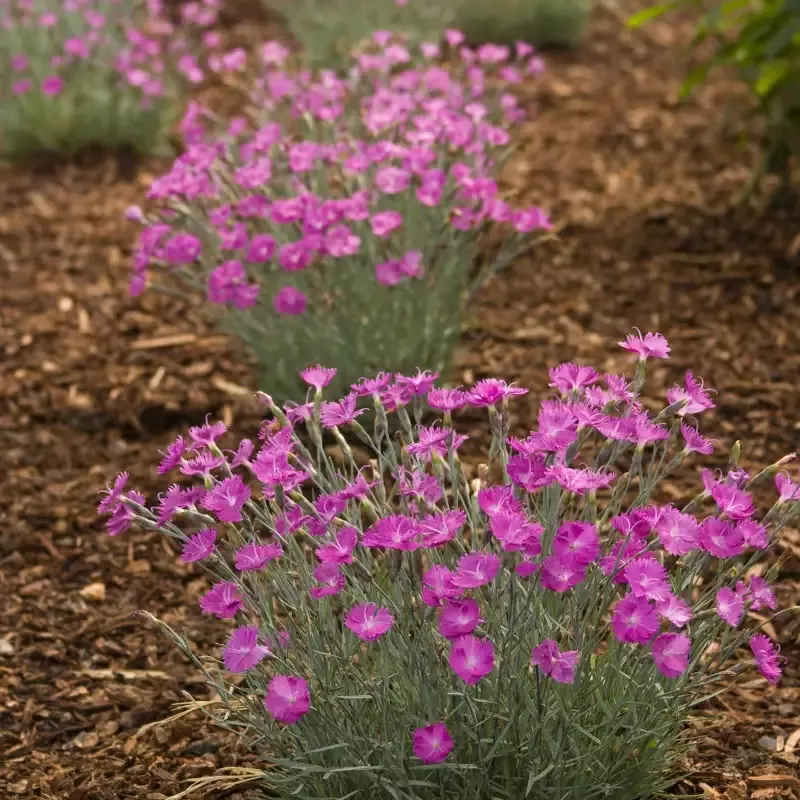 Dianthus Firewitch – [EG]