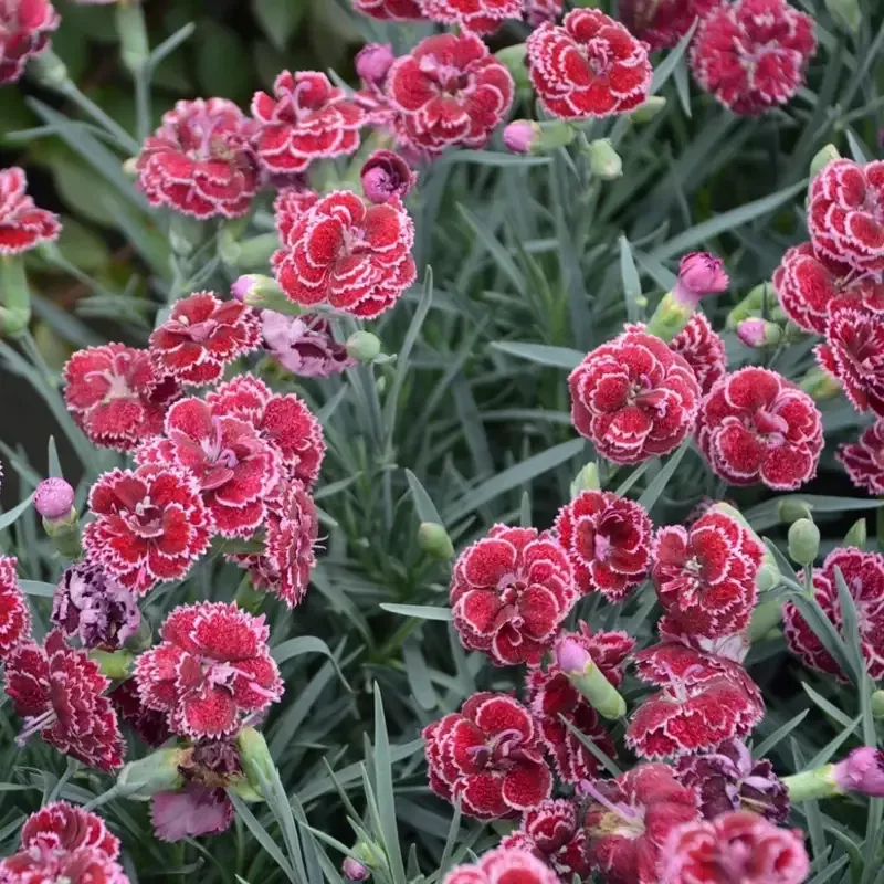 Dianthus Fruit Punch ‘Black Cherry Frost