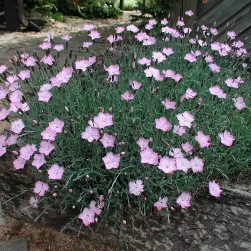 Dianthus Gratianoapolitanus ‘Baths Pink’ – [CG]