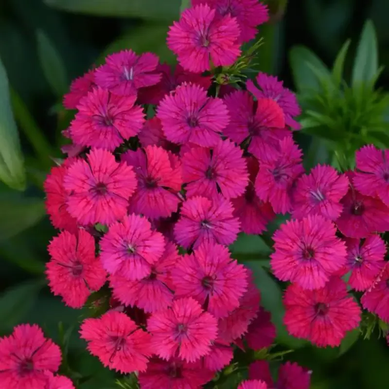 Dianthus ‘Jolt Cherry’ (Groundcover)