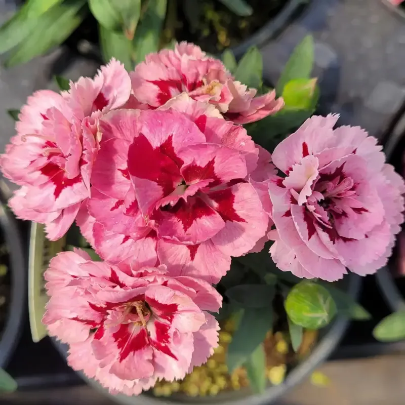 Dianthus Oscar ‘Purple Star’