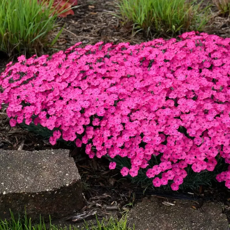 Dianthus ‘Paint the Town Magenta’ – [EG]