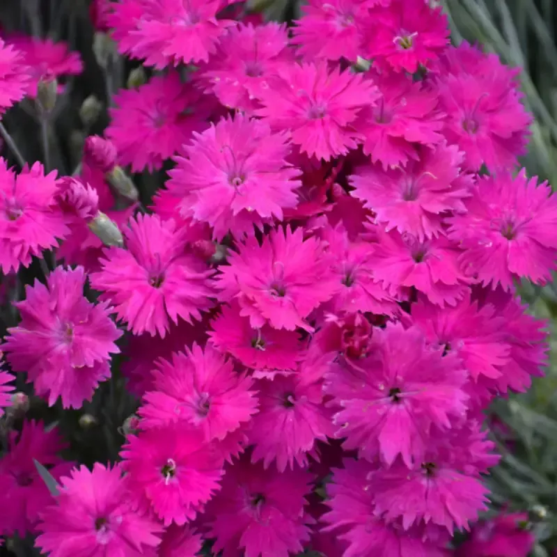 Dianthus X ‘Neon Star 10 count flat of 4″ pots[EG]
