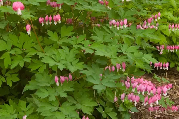 Dicentra spectabilis- Bleeding Heart Pink
